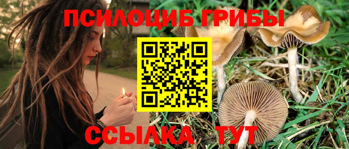 Псилоцибиновые грибы GOLDEN TEACHER  Вход с VPN  Псилоцибиновые грибы ЛСД  Махачкала 